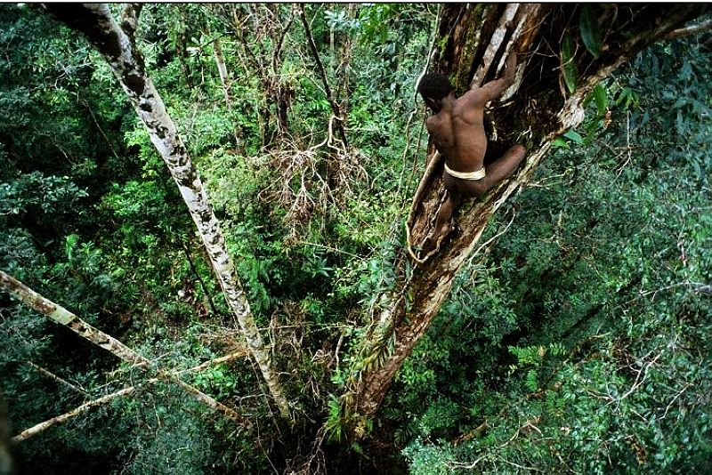 Korowai, la única tribu , árboles, cultura, Indonesia, 