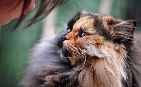 El gato con cara de dos colores 1
