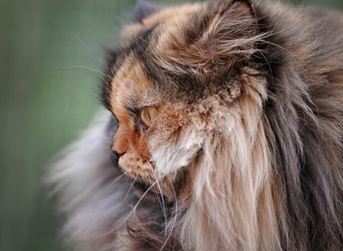 El gato con cara de dos colores 4
