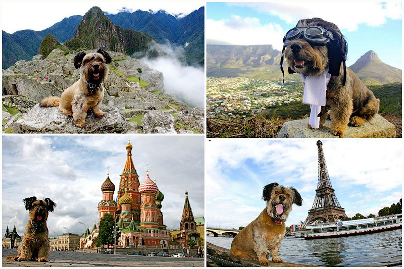 Oscar finalizó sus aventuras como un famoso perro trotamundo 1