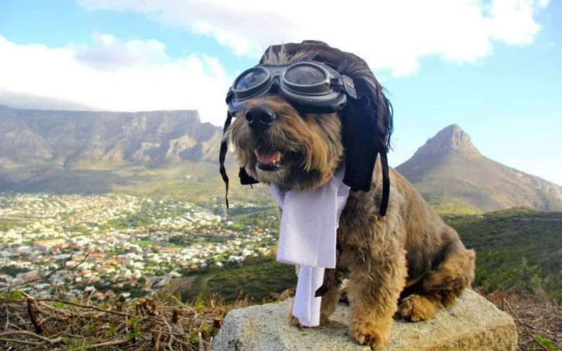 Oscar finalizó sus aventuras como un famoso perro trotamundo 2