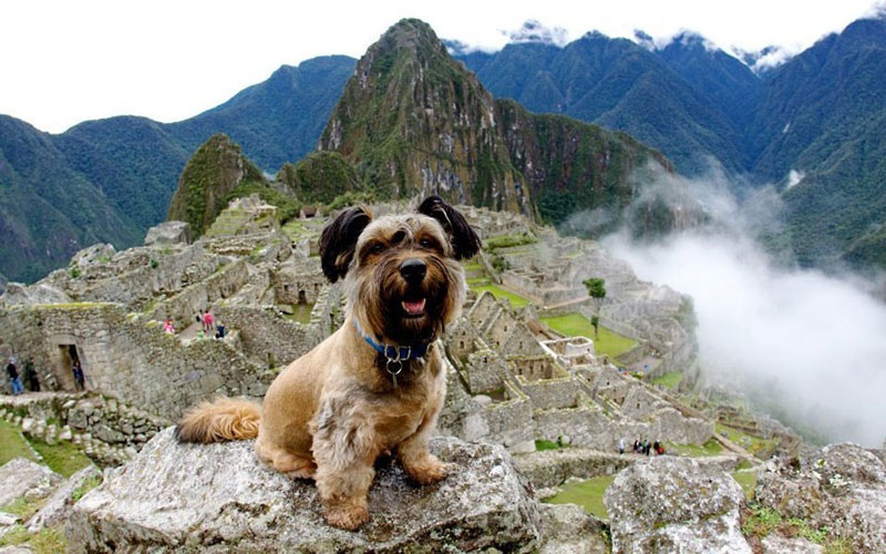 Oscar finalizó sus aventuras como un famoso perro trotamundo 6