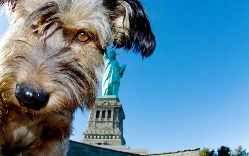Oscar finalizó sus aventuras como un famoso perro trotamundo 8