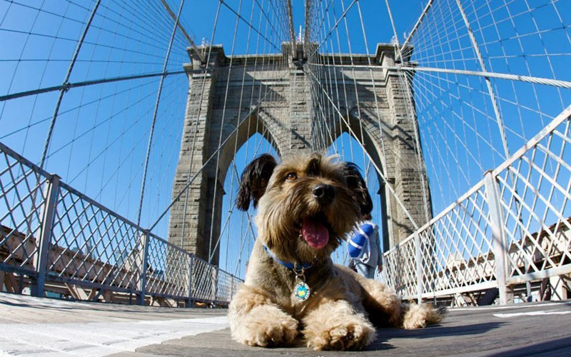Oscar finalizó sus aventuras como un famoso perro trotamundo 9
