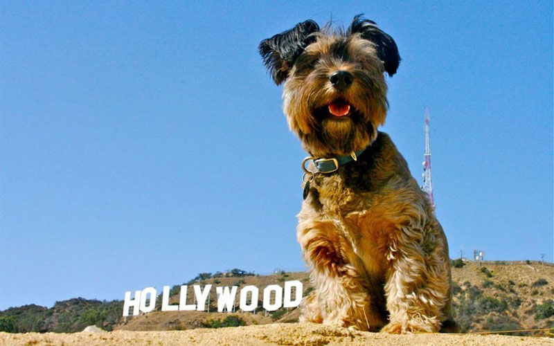 Oscar finalizó sus aventuras como un famoso perro trotamundo 13