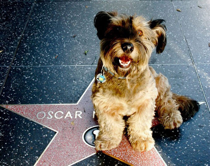 Oscar finalizó sus aventuras como un famoso perro trotamundo 134