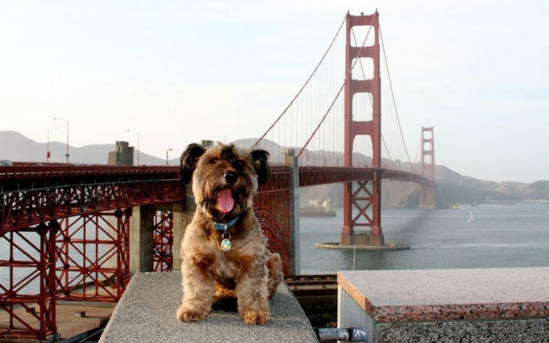 Oscar finalizó sus aventuras como un famoso perro trotamundo 17