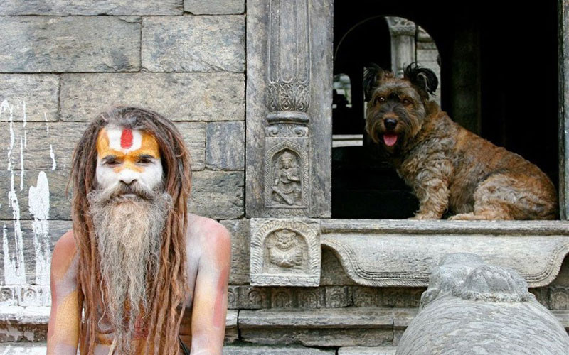 Oscar finalizó sus aventuras como un famoso perro trotamundo 28