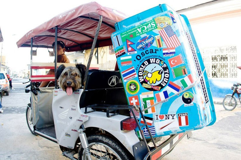 Oscar finalizó sus aventuras como un famoso perro trotamundo 32