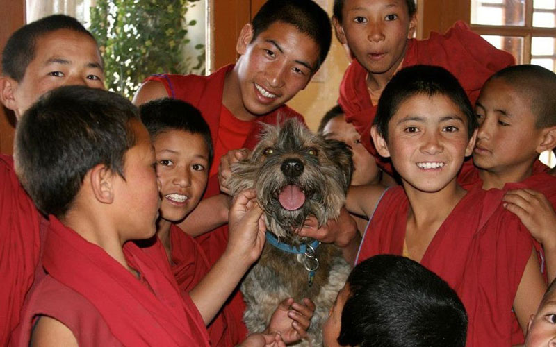 Oscar finalizó sus aventuras como un famoso perro trotamundo 34