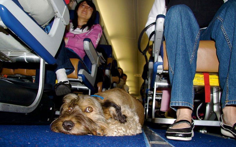 Oscar finalizó sus aventuras como un famoso perro trotamundo 345