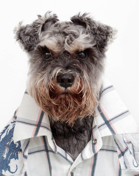 Perros gracioso posan con camisas 3