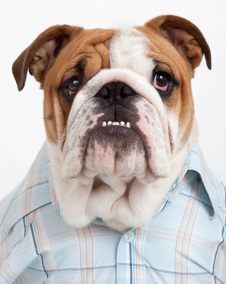 Perros gracioso posan con camisas 6