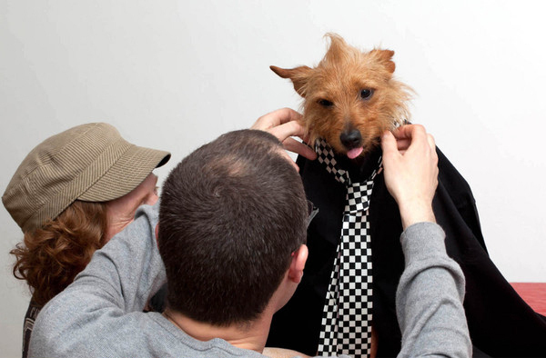 Perros gracioso posan con camisas 8