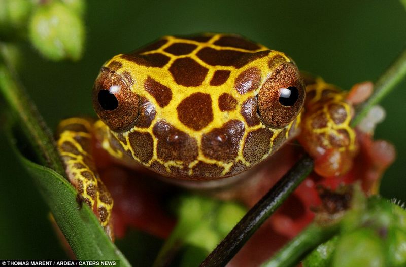 Animales más coloridos del mundo