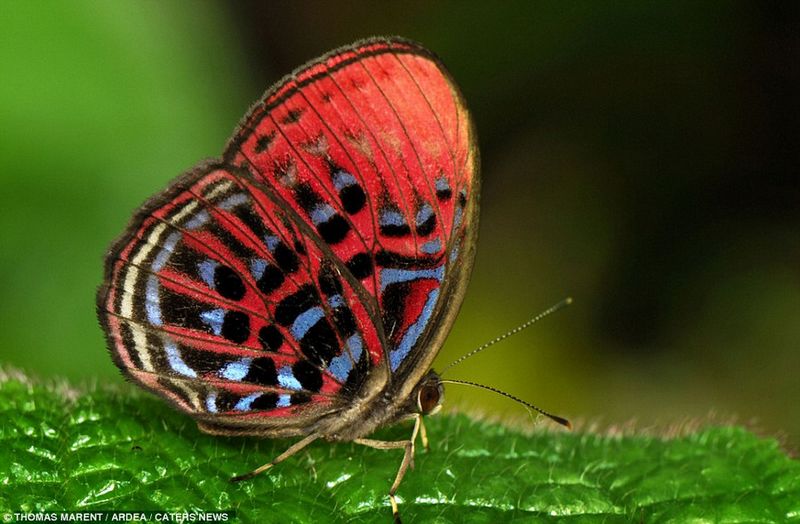 Animales más coloridos del mundo