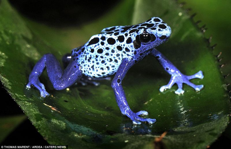 Animales más coloridos del mundo