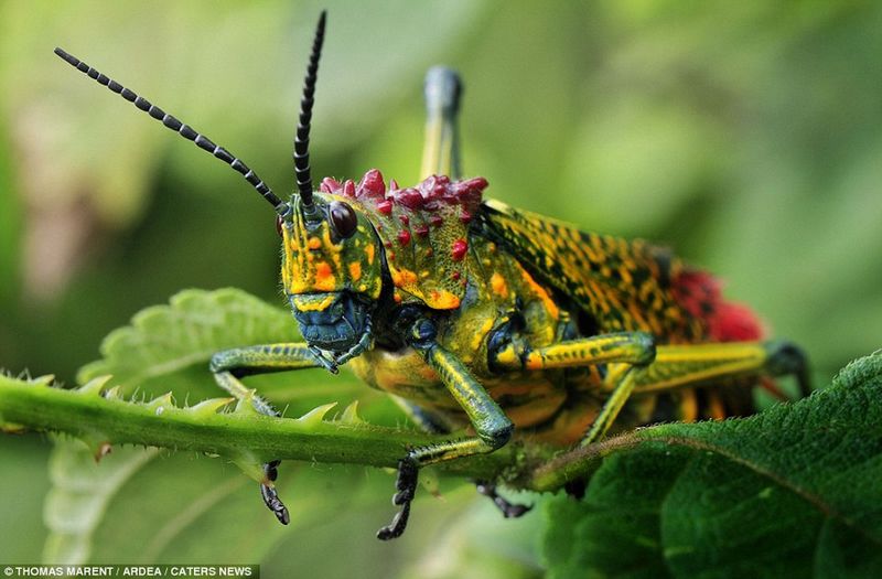 Animales más coloridos del mundo