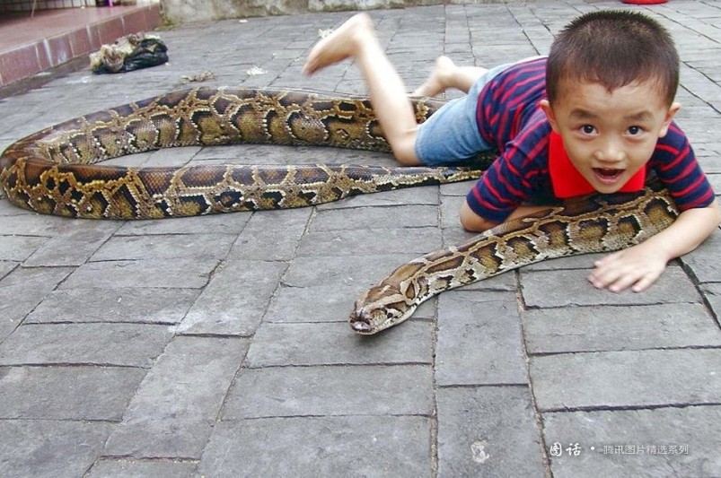 Año de Serpiente: momentos suaves entre la gente y serpientes