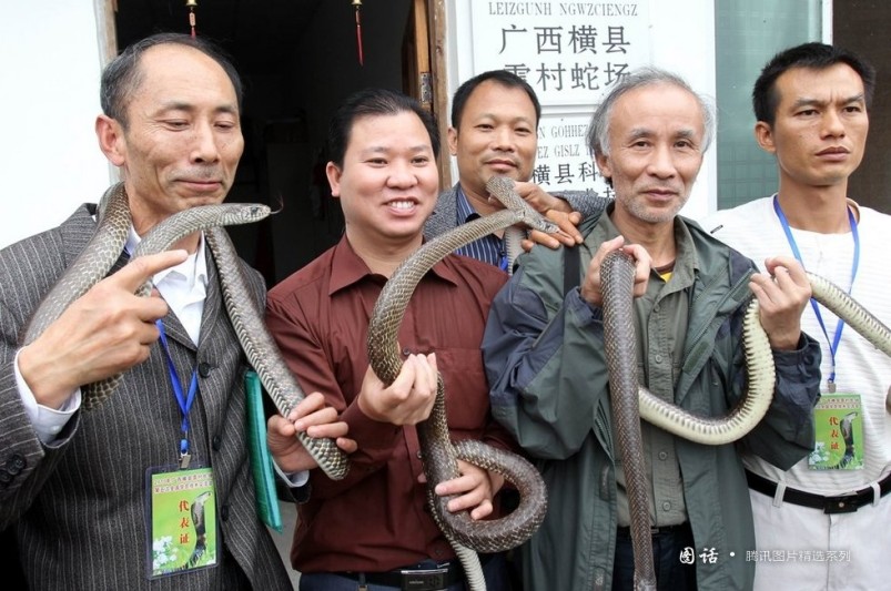 Año de Serpiente: momentos suaves entre la gente y serpientes