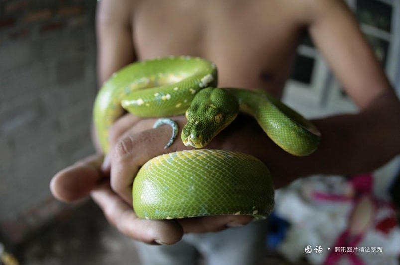 Año de Serpiente: momentos suaves entre la gente y serpientes