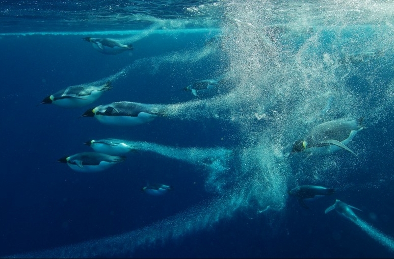 La vida del pingüino emperador 3