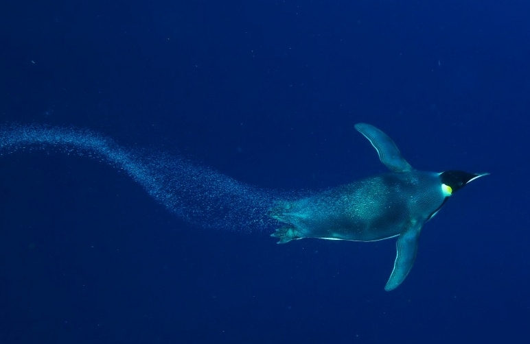 La vida del pingüino emperador 4