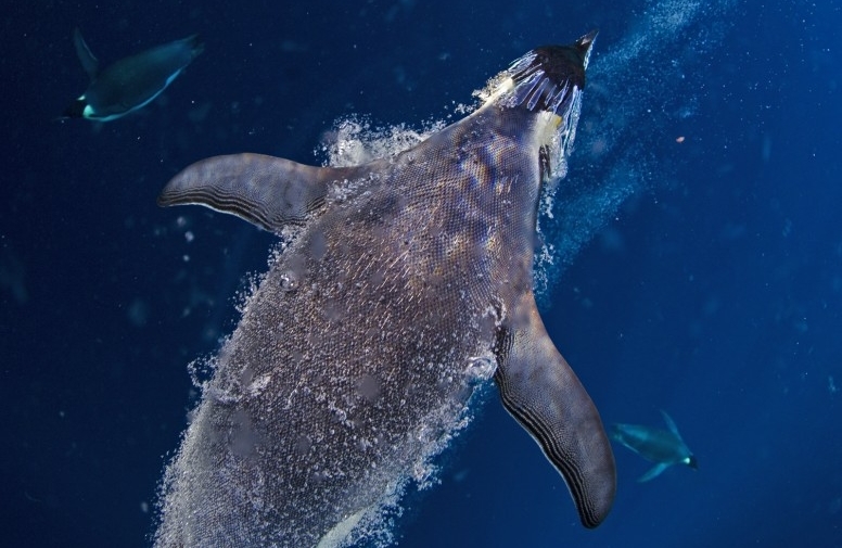 La vida del pingüino emperador 5