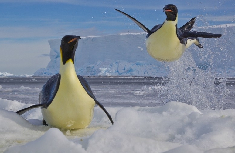 La vida del pingüino emperador 6