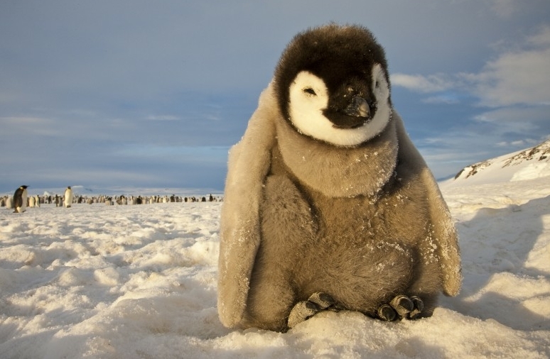 La vida del pingüino emperador 8