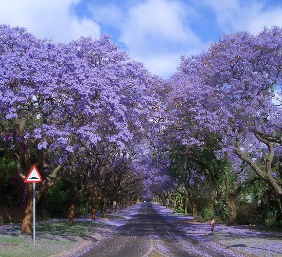 Top 10 túneles de árboles más bellos en el mundo 1