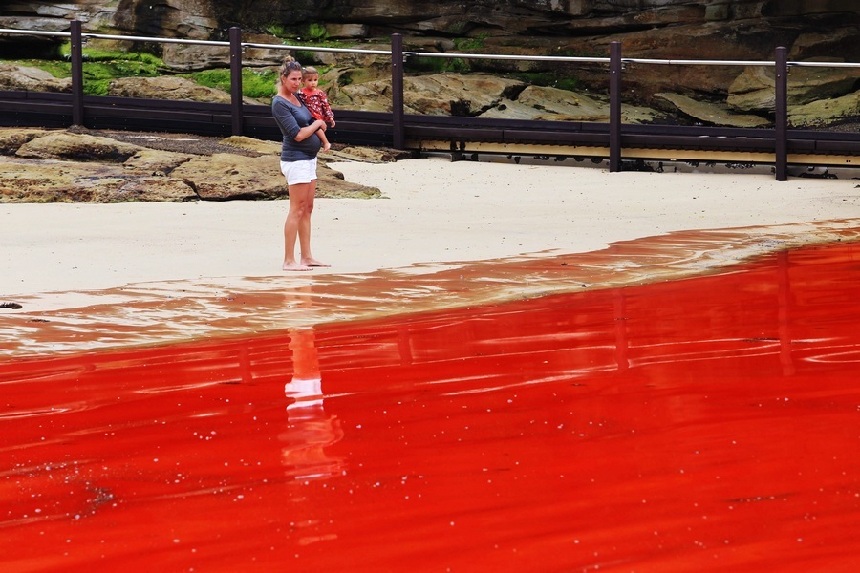 Marea roja
