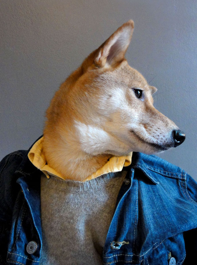 Perro , hombres , vestir con estilo, moda, animal, mascota, 