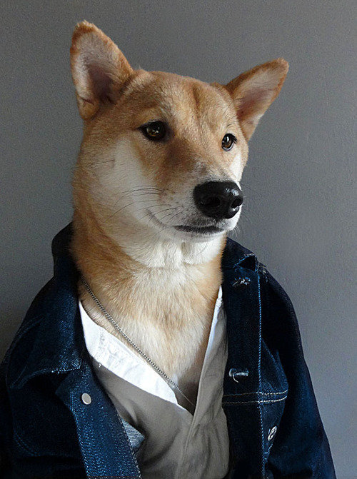 Perro , hombres , vestir con estilo, moda, animal, mascota, 