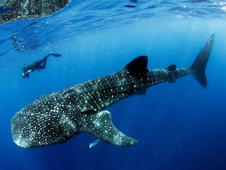 Tiburón ballena