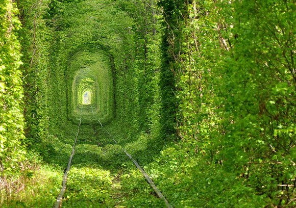 Top 10 túneles de árboles más bellos en el mundoc 4