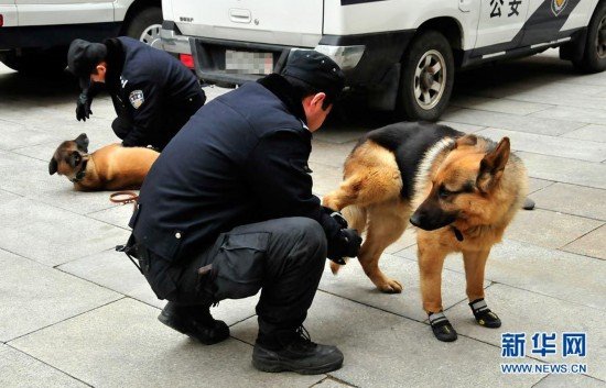 Los perros policía preparan para la seguridad de las dos sesiones