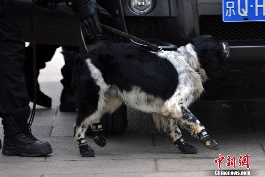 Los perros policía preparan para la seguridad de las dos sesiones