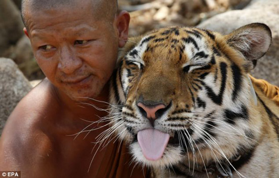 Conoce el Templo del Tigre, un sitio turístico atractivo ,los valientes, turismo, Tailandia 
