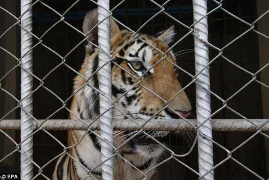 Conoce el Templo del Tigre, un sitio turístico atractivo ,los valientes, turismo, Tailandia 