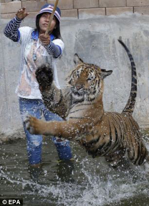 Conoce el Templo del Tigre, un sitio turístico atractivo ,los valientes, turismo, Tailandia 