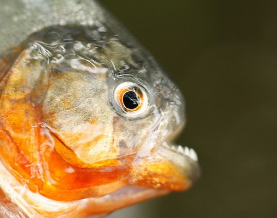 Los peces más terribles y peligrosos del mundo ,animal, mar 