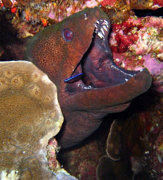 Los peces más terribles y peligrosos del mundo ,animal, mar 