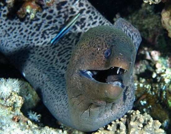 Los peces más terribles y peligrosos del mundo ,animal, mar 