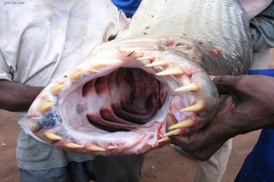 Los peces más terribles y peligrosos del mundo ,animal, mar 