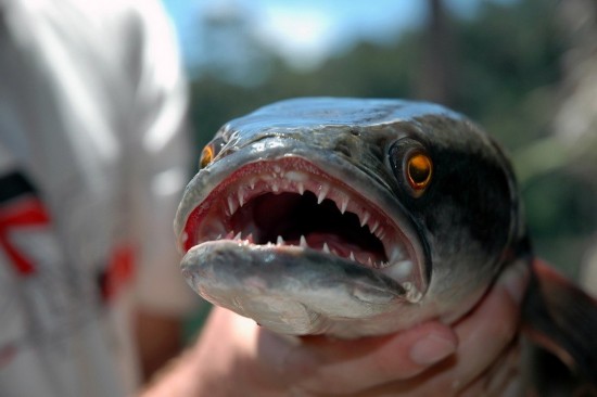 Los peces más terribles y peligrosos del mundo ,animal, mar 