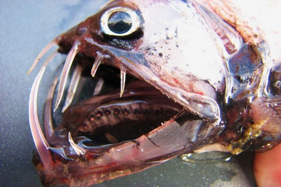 Los peces más terribles y peligrosos del mundo ,animal, mar 