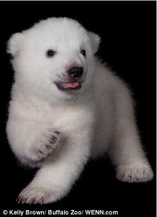 Luna, el cachorro de oso polar que pasa su infancia en el zoo 34