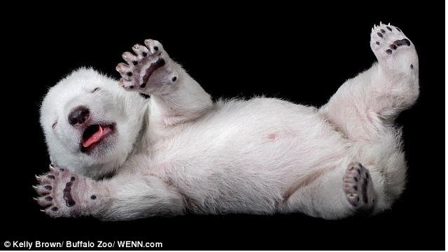  Luna, el cachorro de oso polar que pasa su infancia en el zoo 4