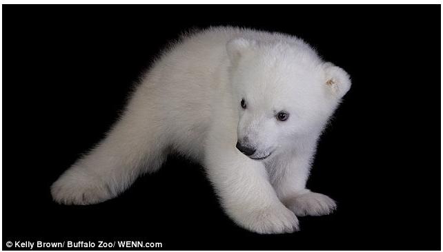 Luna, el cachorro de oso polar que pasa su infancia en el zoo 6